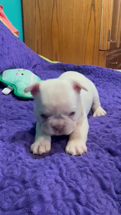 Powder, a female French Bulldog for sale in Logan, KS – 5 of 5