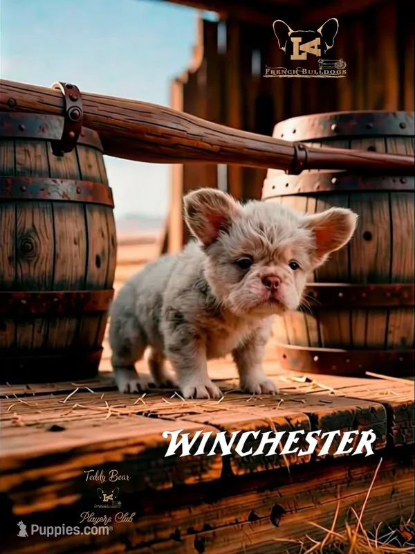 Winchester, a male French Bulldog for sale in Logan, KS – Photo 1 of 1