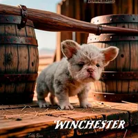 Winchester, a male French Bulldog for sale in Logan, KS – 1 of 1