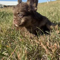 King, a male French Bulldog for sale in Logan, KS – Photo 3 of 3