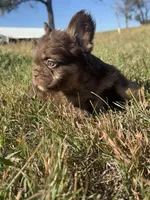 King, a male French Bulldog for sale in Logan, KS – Photo 3 of 3