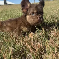 King, a male French Bulldog for sale in Logan, KS – Photo 1 of 3