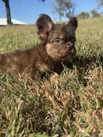 King, a male French Bulldog for sale in Logan, KS – Photo 1 of 3