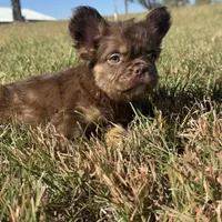 King, a male French Bulldog for sale in Logan, KS – Photo 2 of 3