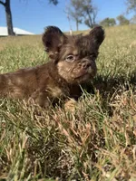 King, a male French Bulldog for sale in Logan, KS – Photo 2 of 3