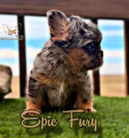 Epic Fury, a male French Bulldog for sale in Logan, KS – Photo 1 of 3