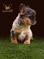 Epic Fury, a male French Bulldog for sale in Logan, KS – Photo 3 of 3