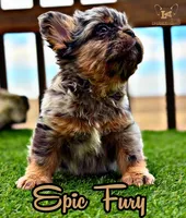 Epic Fury, a male French Bulldog for sale in Logan, KS – Photo 2 of 3