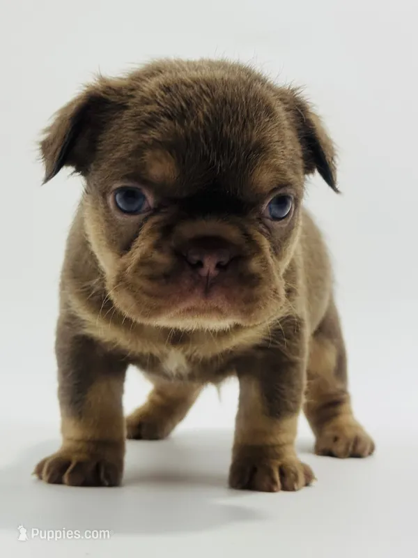 Vader  – French Bulldog puppy for sale in Logan, KS