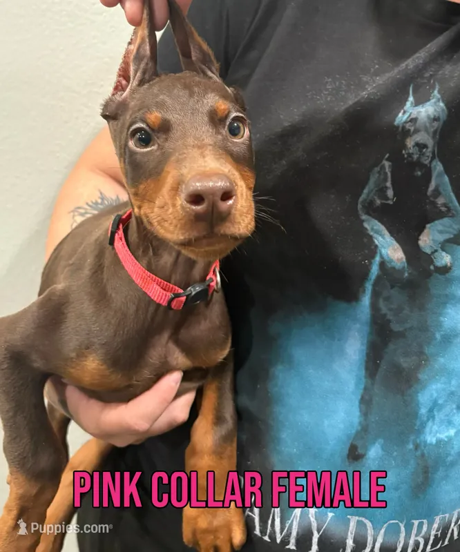 European Female-Comes Cropped – Doberman Pinscher puppy for sale in Tampa, FL