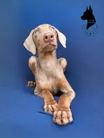 Athena-comes cropped, a female Doberman Pinscher for sale in Tampa, FL – 2 of 5