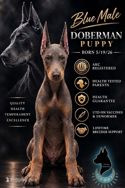 Blue Male-Comes Cropped – Doberman Pinscher puppy for sale in Tampa, FL