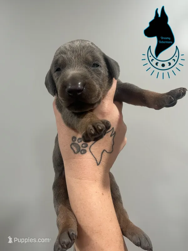 Blue Male – Doberman Pinscher puppy for sale in Tampa, FL