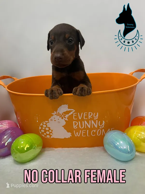 Red Female- Comes Cropped – Doberman Pinscher puppy for sale in Tampa, FL