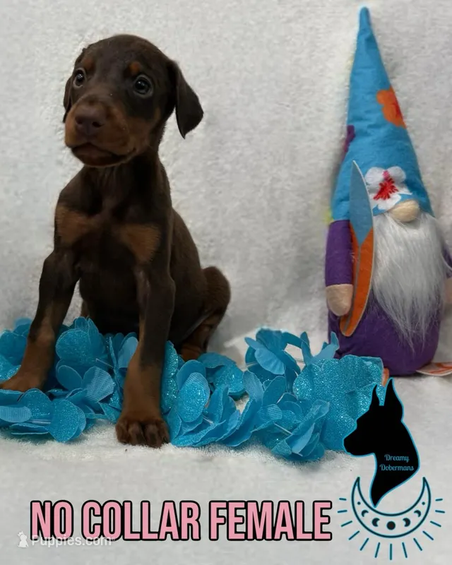 Red Female- Comes Cropped – Doberman Pinscher puppy for sale in Tampa, FL