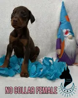 Red Female- Cropped, a female Doberman Pinscher for sale in Tampa, FL – Photo 2 of 4