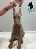 Fawn Female-Comes Cropped, a female Doberman Pinscher for sale in Tampa, FL – 2 of 5