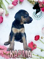 Karma- Comes Cropped, a female Doberman Pinscher for sale in Tampa, FL – Photo 2 of 6