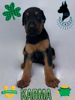 Karma- Comes Cropped, a female Doberman Pinscher for sale in Tampa, FL – Photo 2 of 4