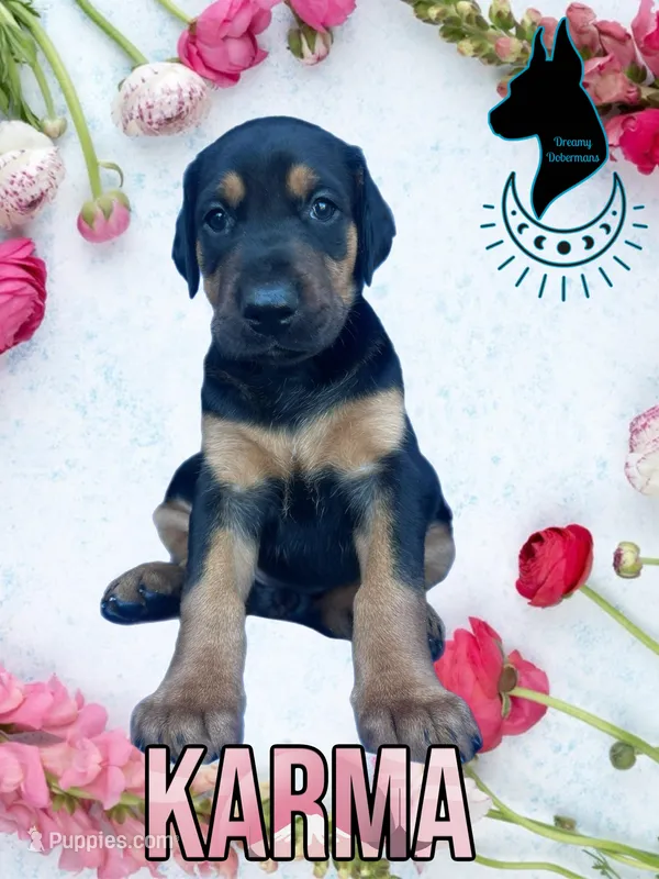 Karma- Comes Cropped – Doberman Pinscher puppy for sale in Tampa, FL