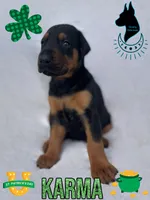 Karma- Comes Cropped, a female Doberman Pinscher for sale in Tampa, FL – Photo 3 of 4