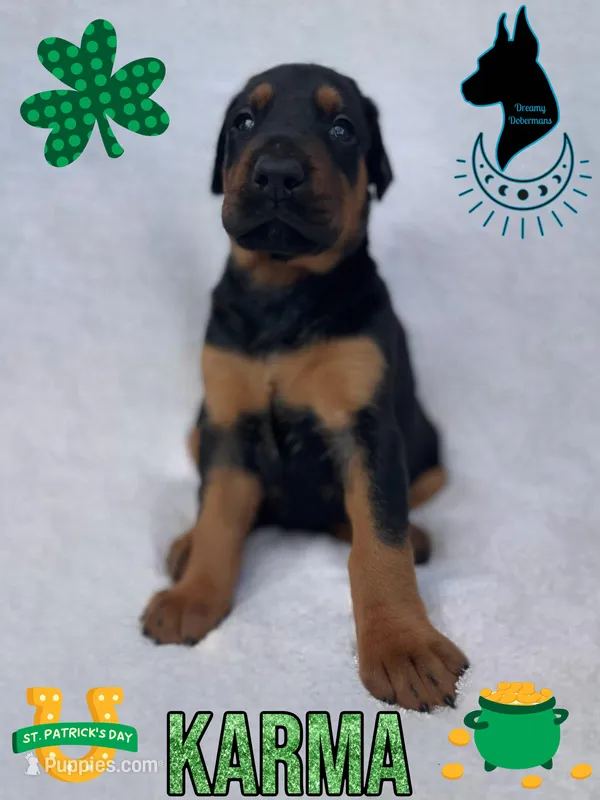 Karma- Comes Cropped – Doberman Pinscher puppy for sale in Tampa, FL