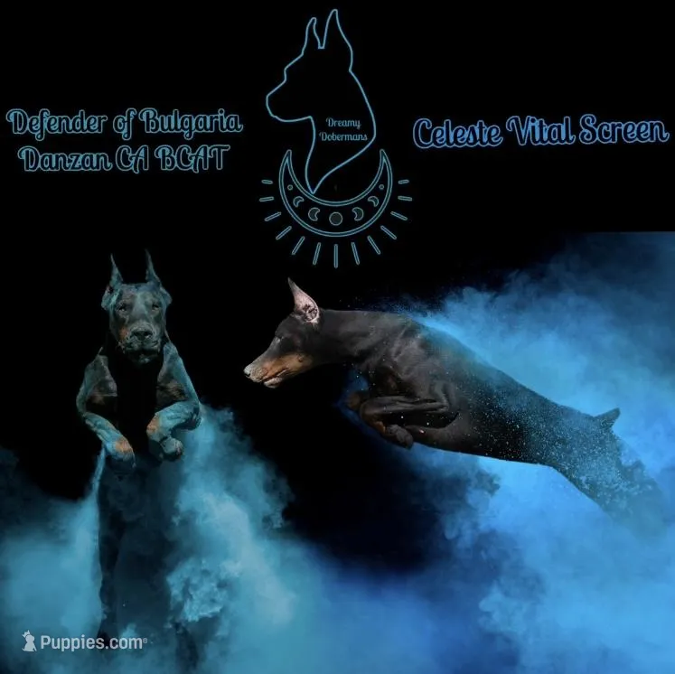 World Famous European Bloodlines Due March – Doberman Pinscher puppy for sale in Tampa, FL