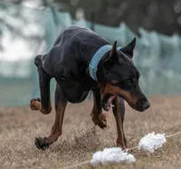 World Famous European Bloodlines- Come Cropped, a female Doberman Pinscher for sale in Tampa, FL – Photo 6 of 9