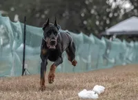 World Famous European Bloodlines- Come Cropped, a female Doberman Pinscher for sale in Tampa, FL – Photo 7 of 9