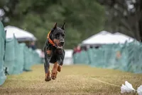 World Famous European Bloodlines- Come Cropped, a female Doberman Pinscher for sale in Tampa, FL – Photo 8 of 9
