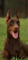 World Famous European Bloodlines- Come Cropped, a female Doberman Pinscher for sale in Tampa, FL – Photo 2 of 9