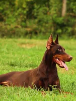 World Famous European Bloodlines- Come Cropped, a female Doberman Pinscher for sale in Tampa, FL – Photo 4 of 9