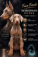 Athena-comes cropped, a female Doberman Pinscher for sale in Tampa, FL – 1 of 5