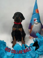 European Male-Comes Cropped, a male Doberman Pinscher for sale in Tampa, FL – Photo 1 of 2