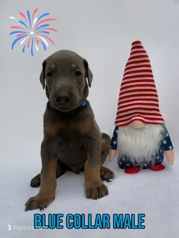 Blue Male – Doberman Pinscher puppy for sale in Tampa, FL