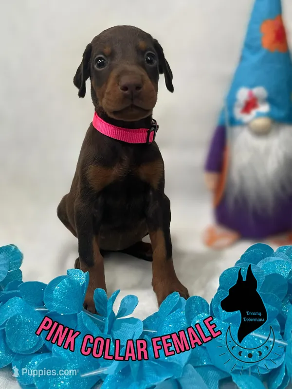 European Female-Comes Cropped, a male Doberman Pinscher for sale in Tampa, FL – Photo 1 of 2