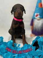 European Female-Comes Cropped, a male Doberman Pinscher for sale in Tampa, FL – Photo 1 of 2