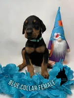 Blue Collar Female-Comes Cropped, a female Doberman Pinscher for sale in Tampa, FL – Photo 1 of 3