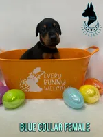 Blue Collar Female-Comes Cropped, a female Doberman Pinscher for sale in Tampa, FL – Photo 2 of 3