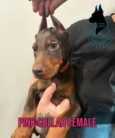 European Female-Comes Cropped, a male Doberman Pinscher for sale in Tampa, FL – 2 of 4