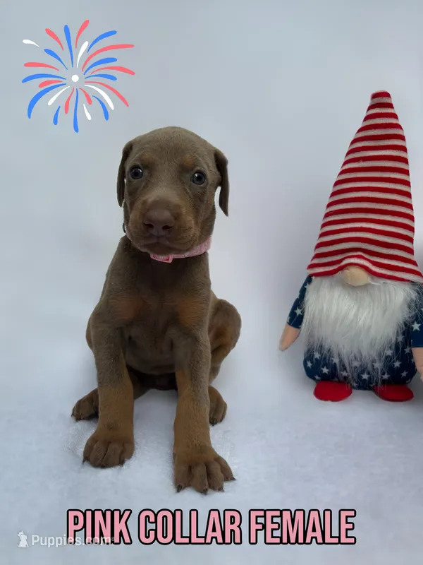 Fawn Female – Doberman Pinscher puppy for sale in Tampa, FL