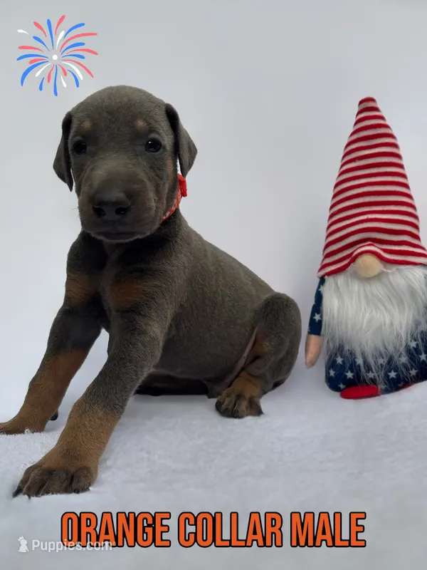 Blue Male – Doberman Pinscher puppy for sale in Tampa, FL