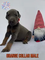 Blue Male-Comes Cropped, a male Doberman Pinscher for sale in Tampa, FL – 1 of 2