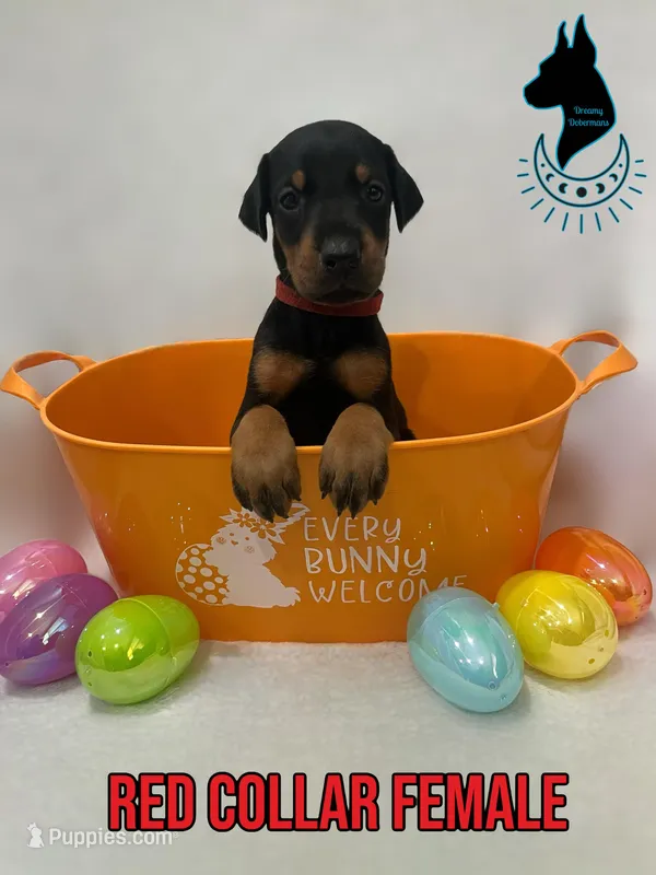Red Collar Female- Comes Cropped – Doberman Pinscher puppy for sale in Tampa, FL