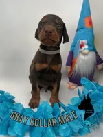 European Male-Comes Cropped, a male Doberman Pinscher for sale in Tampa, FL – Photo 1 of 2