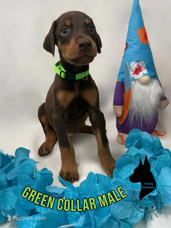 Green Collar Male-Comes Cropped – Doberman Pinscher puppy for sale in Tampa, FL