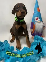 Green Collar Male- Cropped, a male Doberman Pinscher for sale in Tampa, FL – Photo 1 of 3