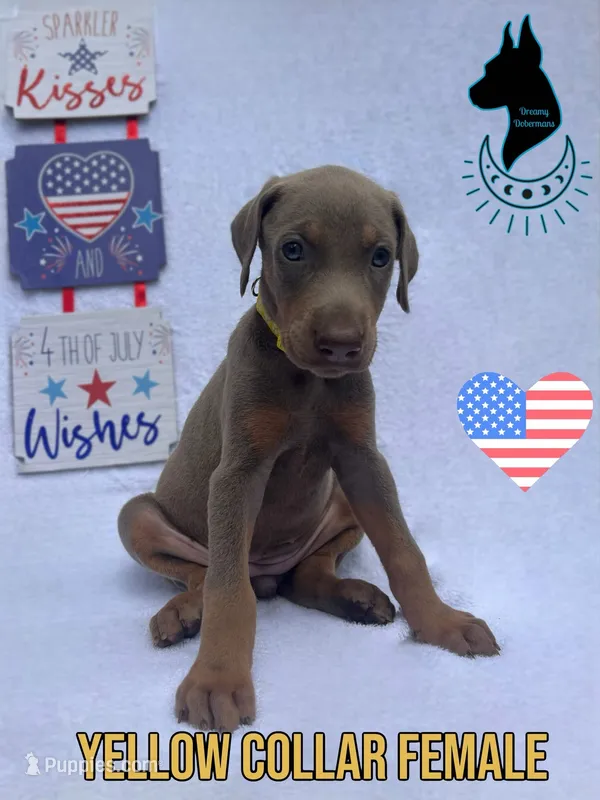 Fawn Female – Doberman Pinscher puppy for sale in Tampa, FL