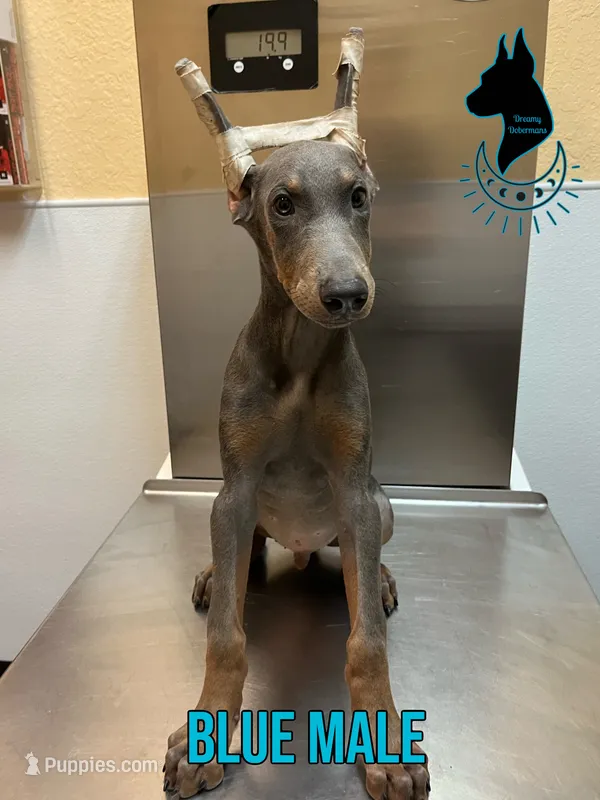 Blue Male-Comes Cropped – Doberman Pinscher puppy for sale in Tampa, FL