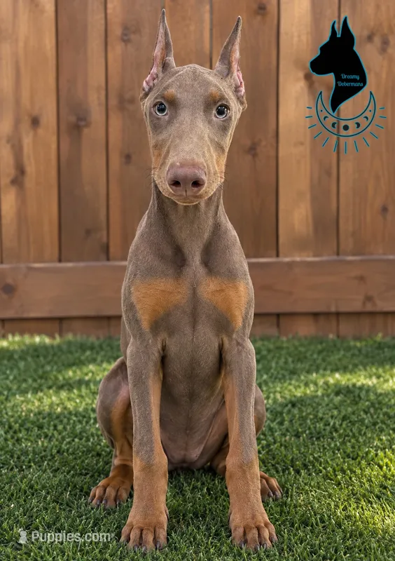Athena-comes cropped – Doberman Pinscher puppy for sale in Tampa, FL